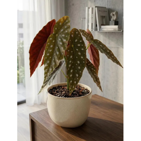 BEGONIA MACULATA M12