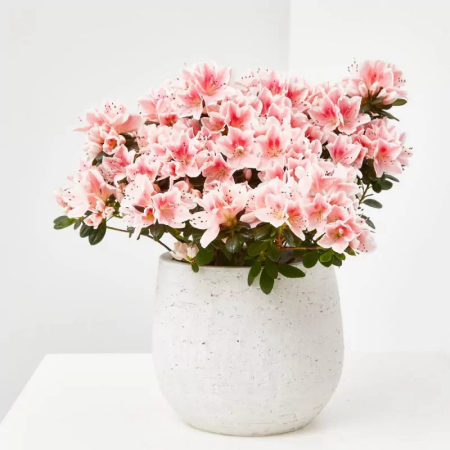 AZALEA M12