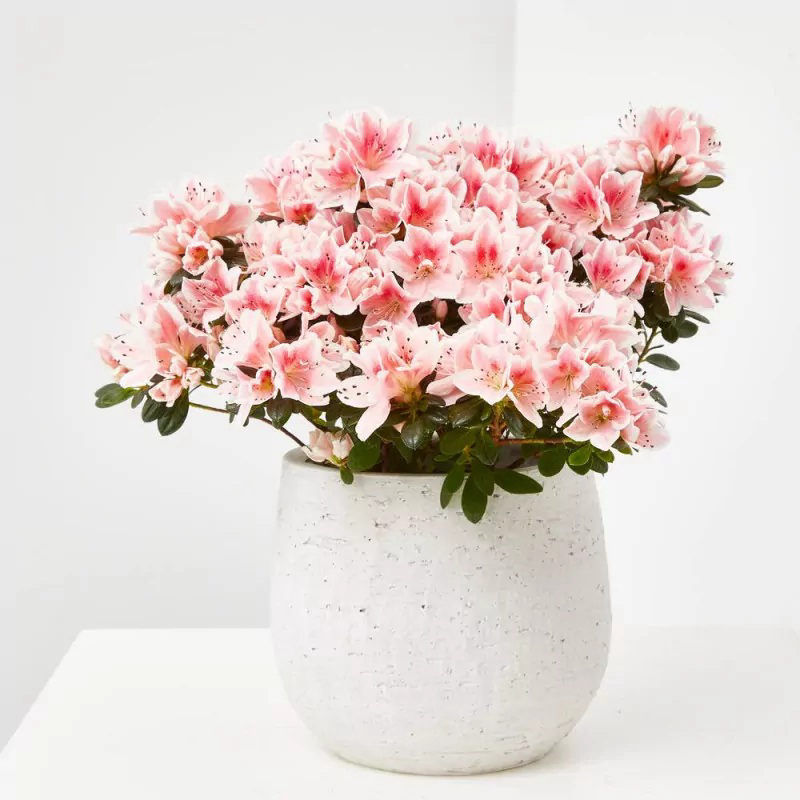 AZALEA M12