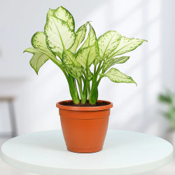 Snow White Aglaonema Plant