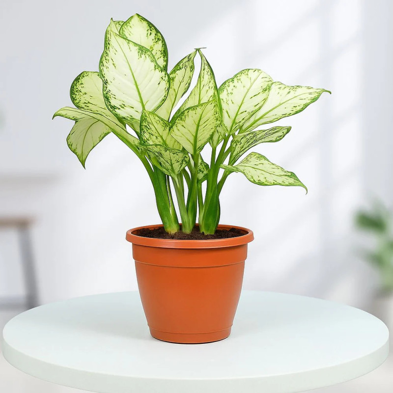 Snow White Aglaonema Plant