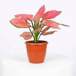 Pink Aglaonema Plant