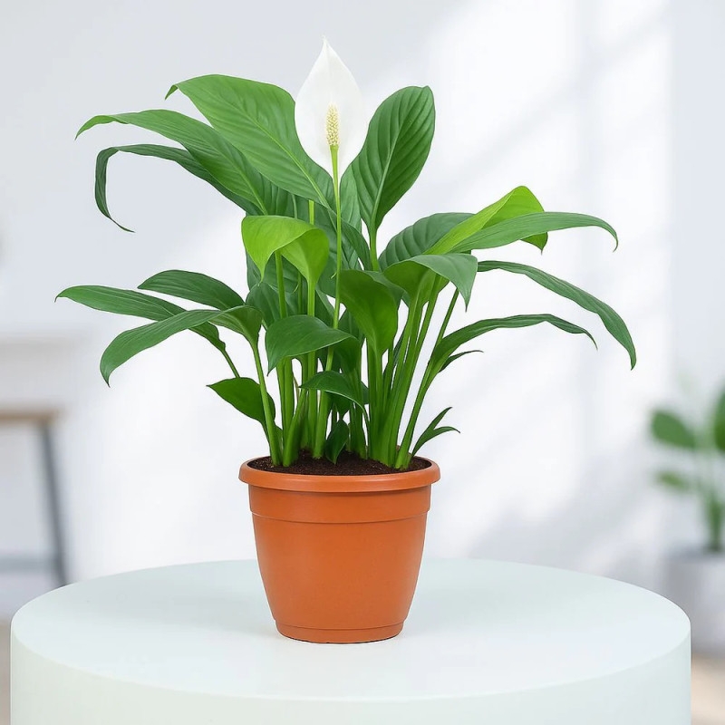 Peace Lily Plant