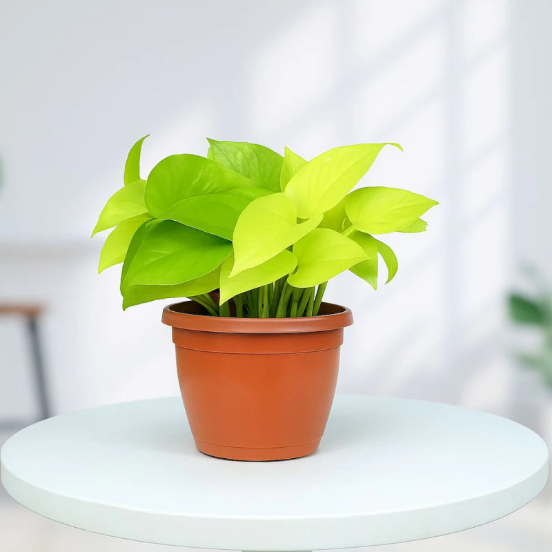 Golden Money Plant