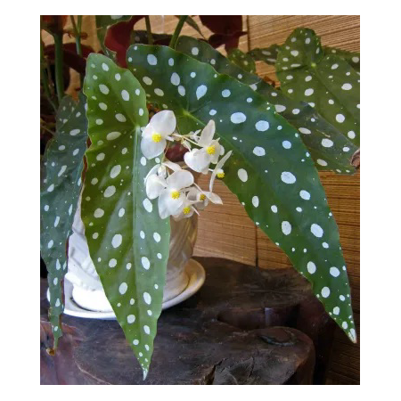 BEGONIA MACULATA M12