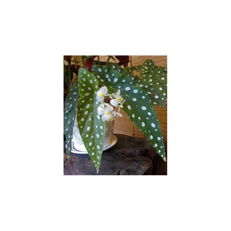 BEGONIA MACULATA M12